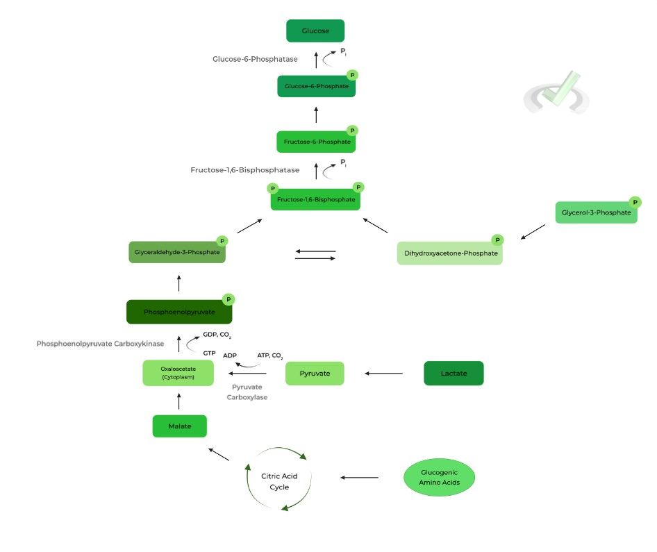 Gluconeogenesis On The Mcat Mcat Mastery