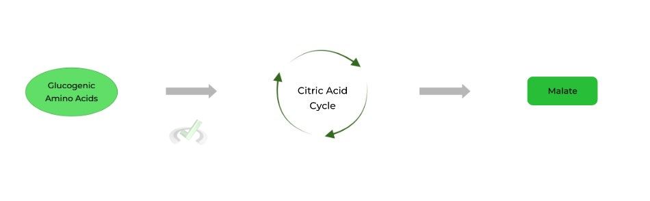 Gluconeogenesis On The Mcat Mcat Mastery