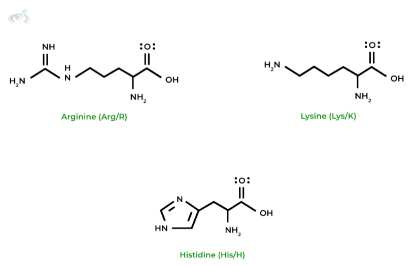 Amino Acids Structure on the MCAT MCAT Mastery