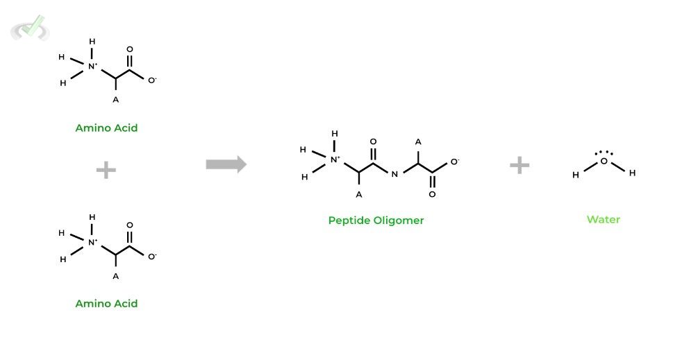 Amino Acids Reaction on the MCAT MCAT Mastery