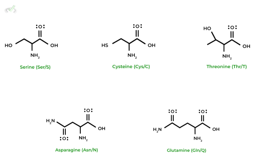 Amino Acids Structure on the MCAT MCAT Mastery