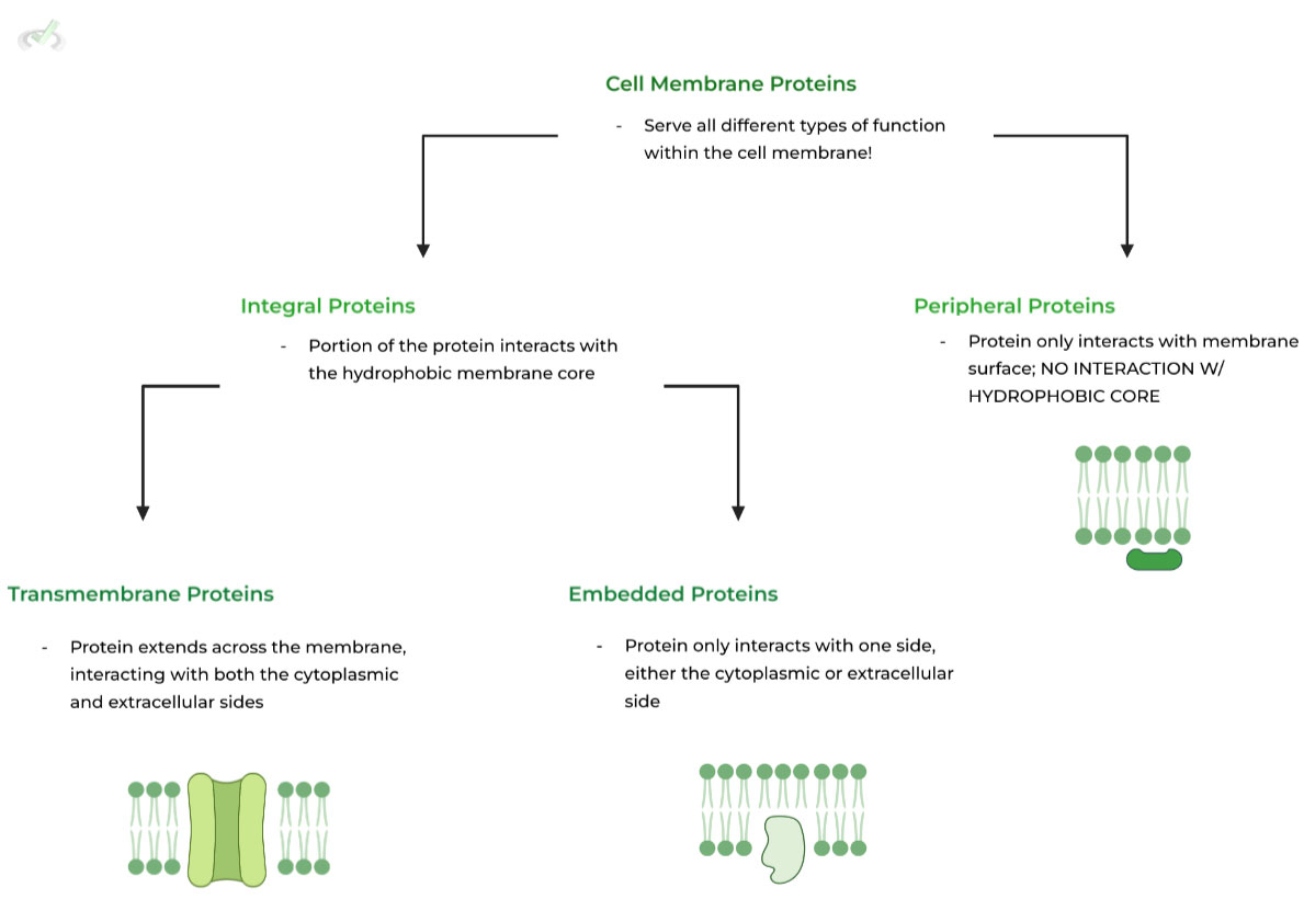 Biological Membranes Compostion And Structure On The Mcat Mcat Mastery 2517