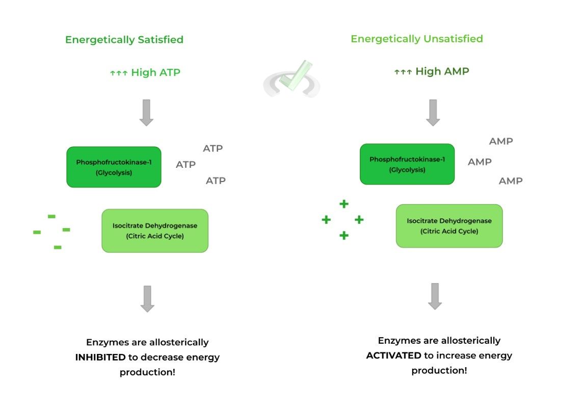Allosteric and Hormonal Regulation of Carbohydrate Metabolism on the