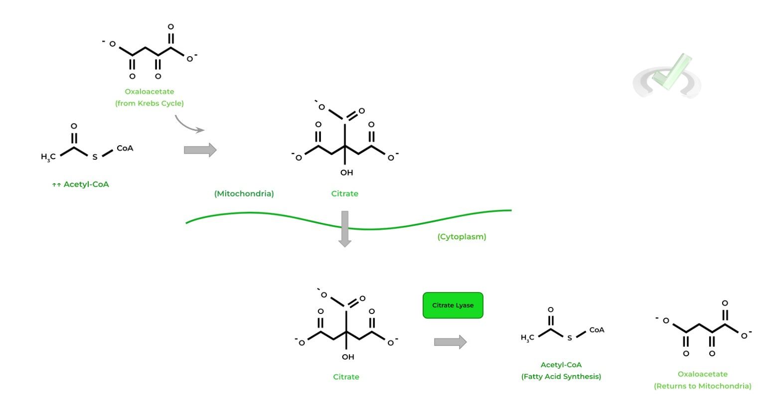 Fatty Acids Anabolism and Catabolism on the MCAT MCAT Mastery