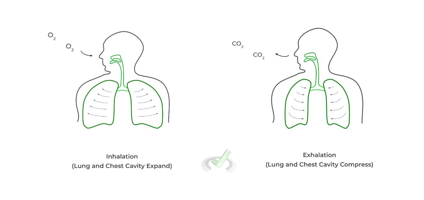 Respiratory Systems on the MCAT MCAT Mastery