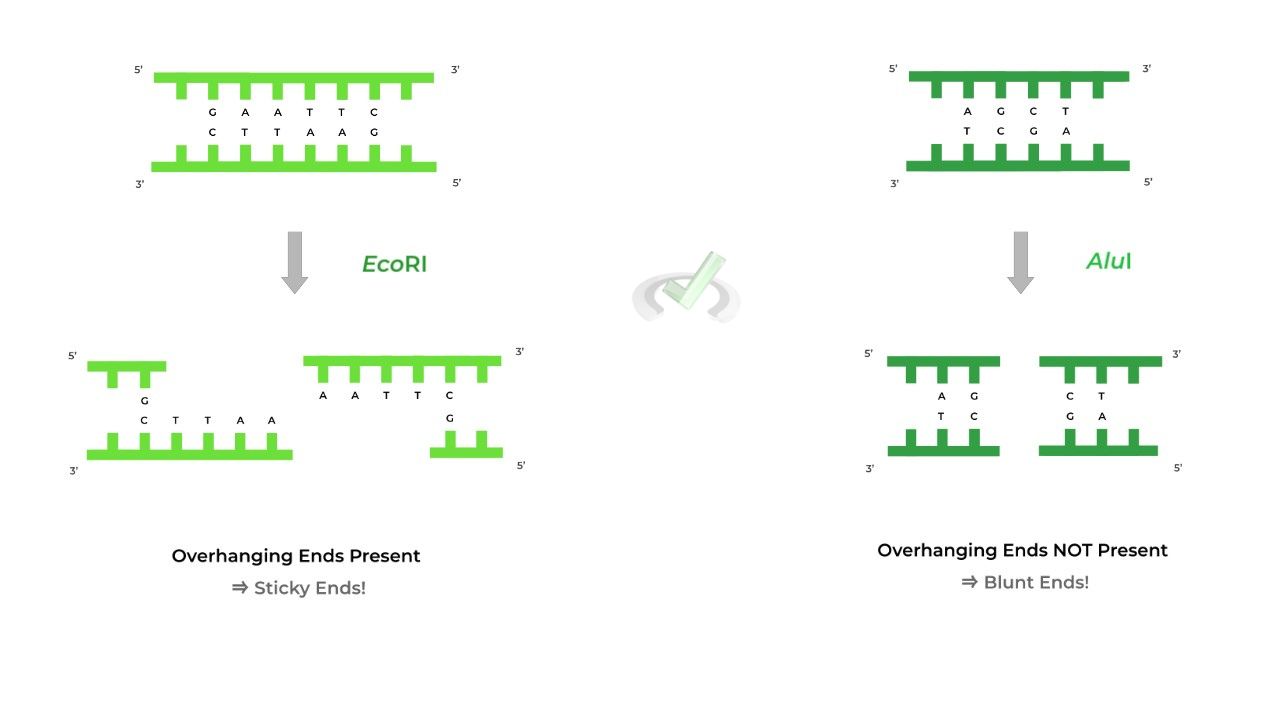 Rate Limiting Enzymes And Their Regulation R Mcat