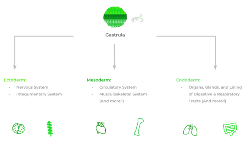 Embryogenesis And Development On The Mcat Mcat Mastery 9459