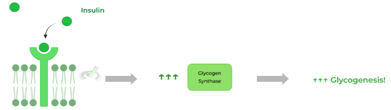 Carbohydrate Storage Glycogenesis On The Mcat Mcat Mastery