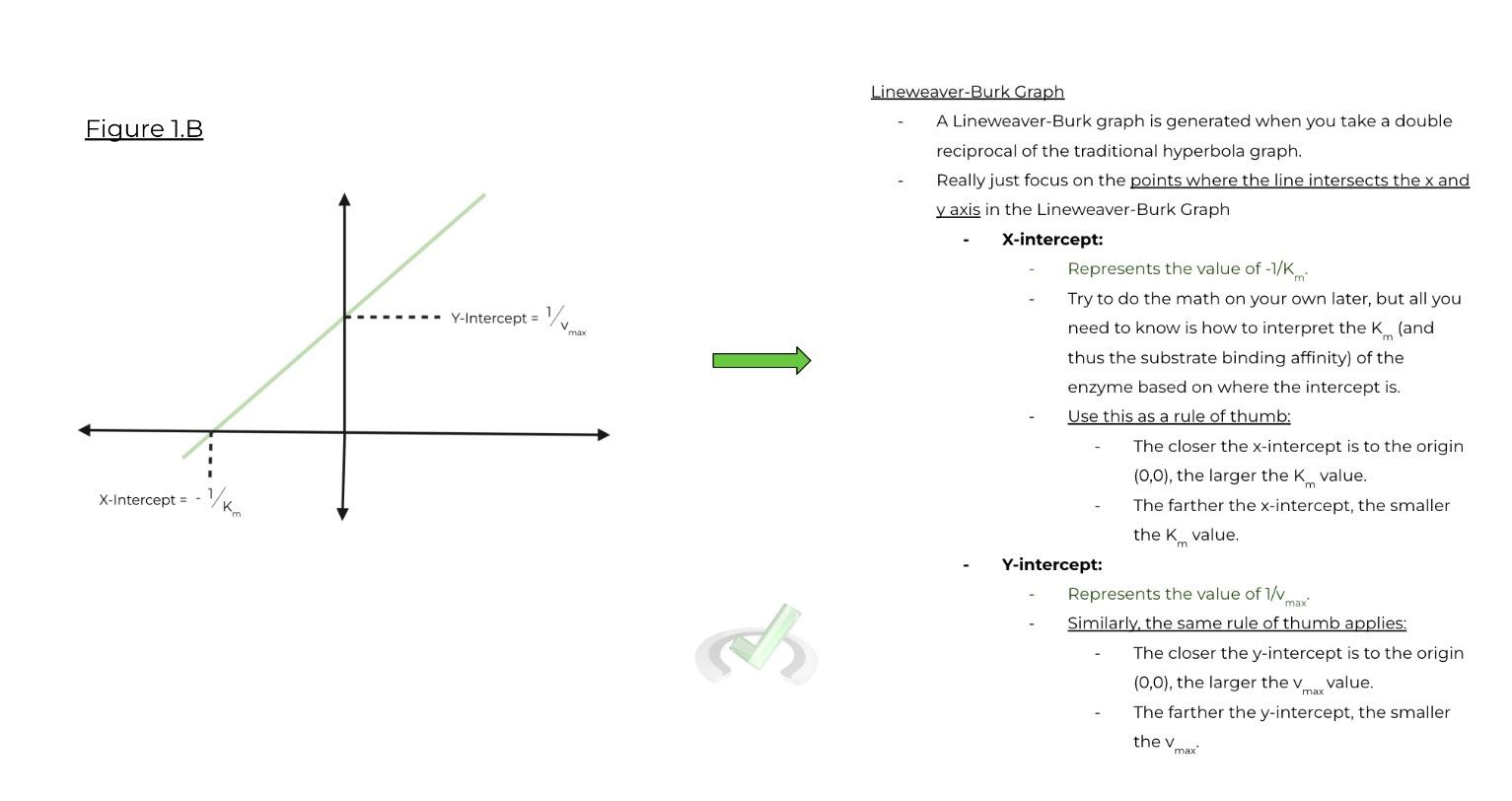 Enzyme on the MCAT MCAT Mastery