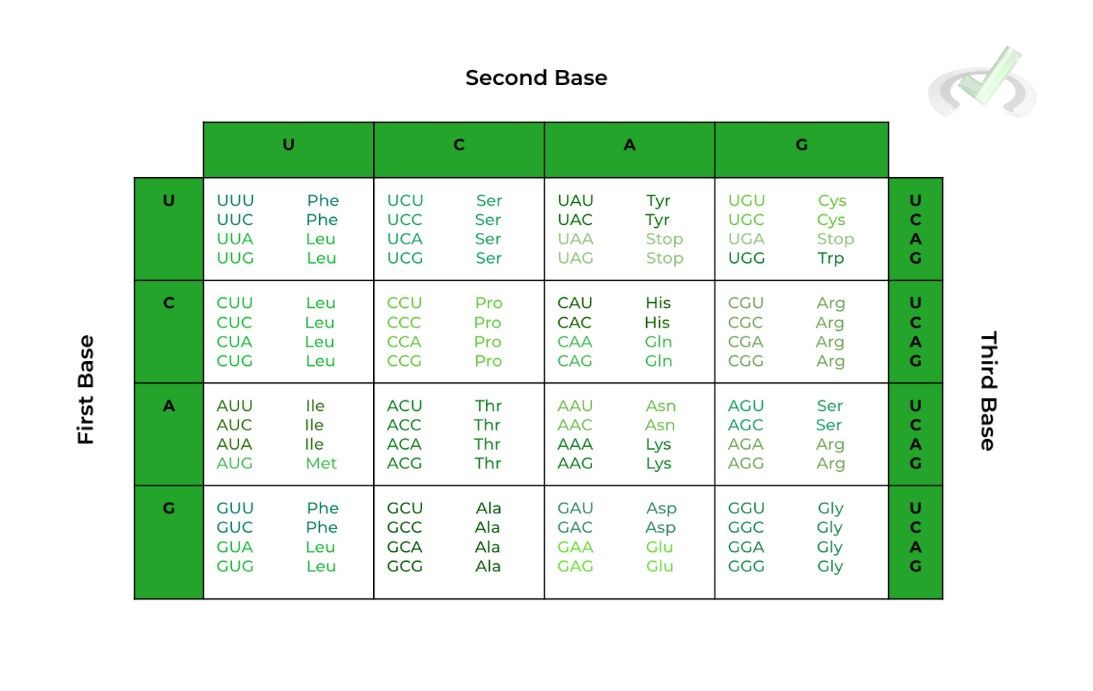 RNA Transcription Fundamentals and Key Terms on the MCAT MCAT Mastery