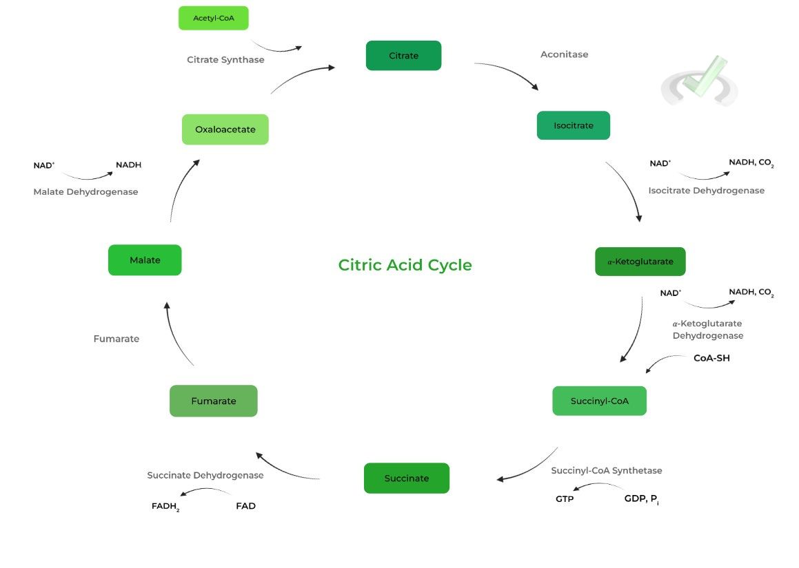 Oxidative Phosphorylation: Citric Acid Cycle on the MCAT – MCAT Mastery