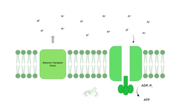 Phosphorylation Atp