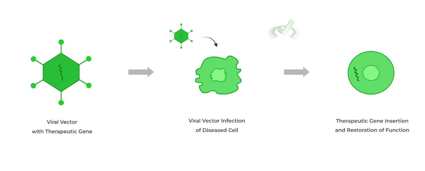Biotechnology Applications Of DNA Technology On The MCAT MCAT Mastery biotechnology-applications-of-dna-technology-on-the-mcat-mcat-mastery