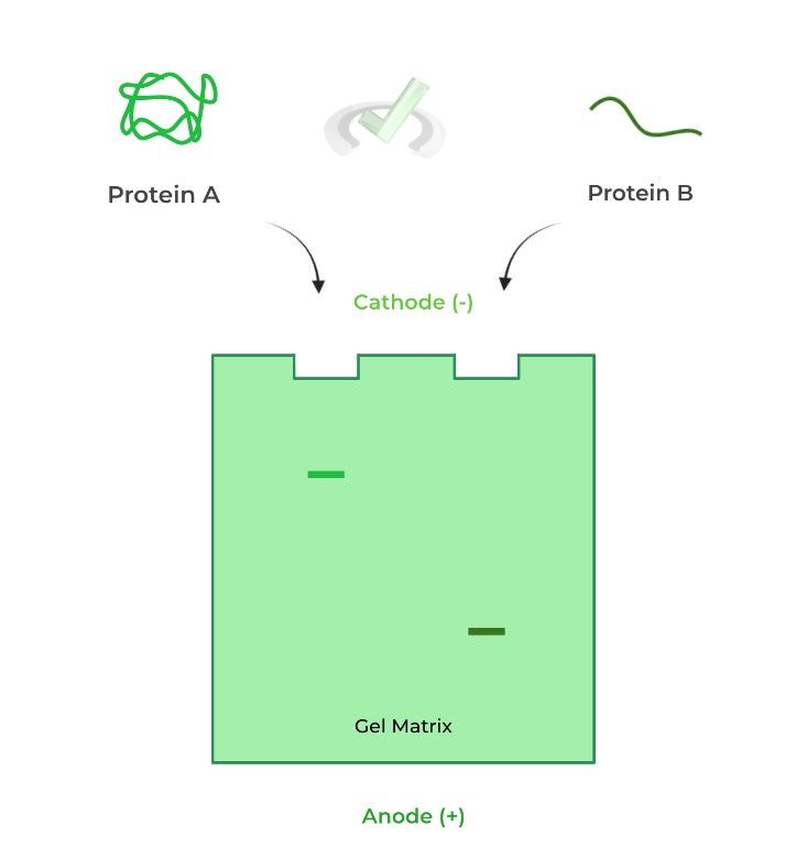 Biotechnology Gel Electrophoresis on the MCAT MCAT Mastery
