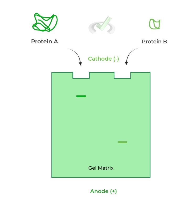 Biotechnology: Gel Electrophoresis On The MCAT – MCAT Mastery