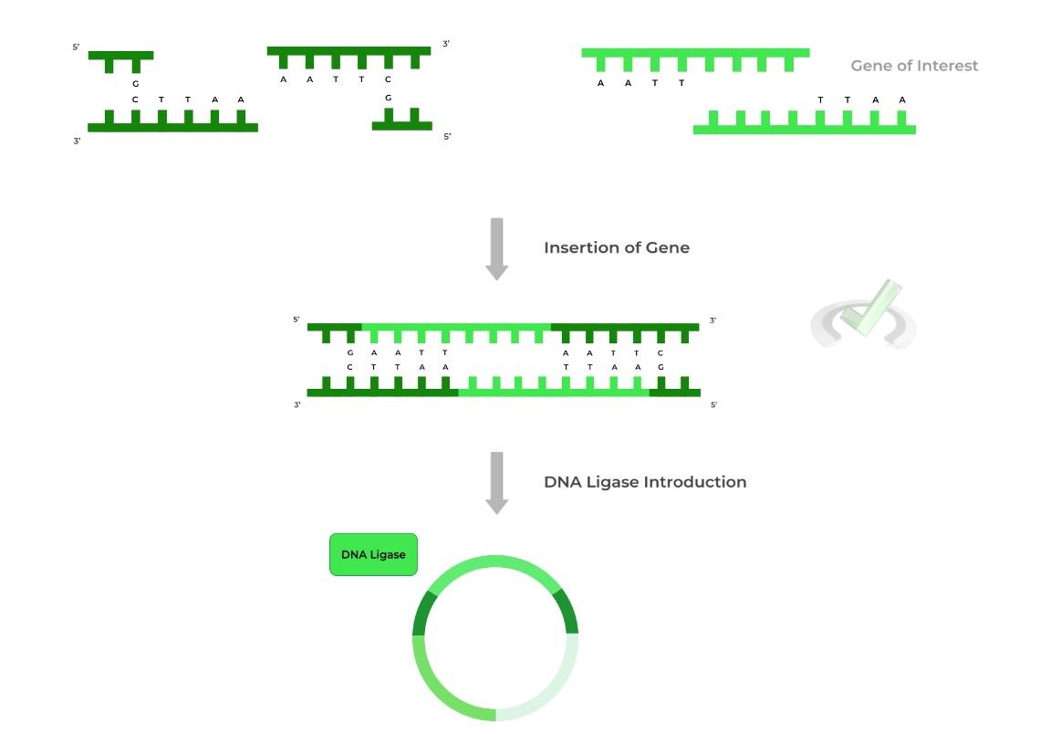 Biotechnology Restriction Enzymes on the MCAT MCAT Mastery