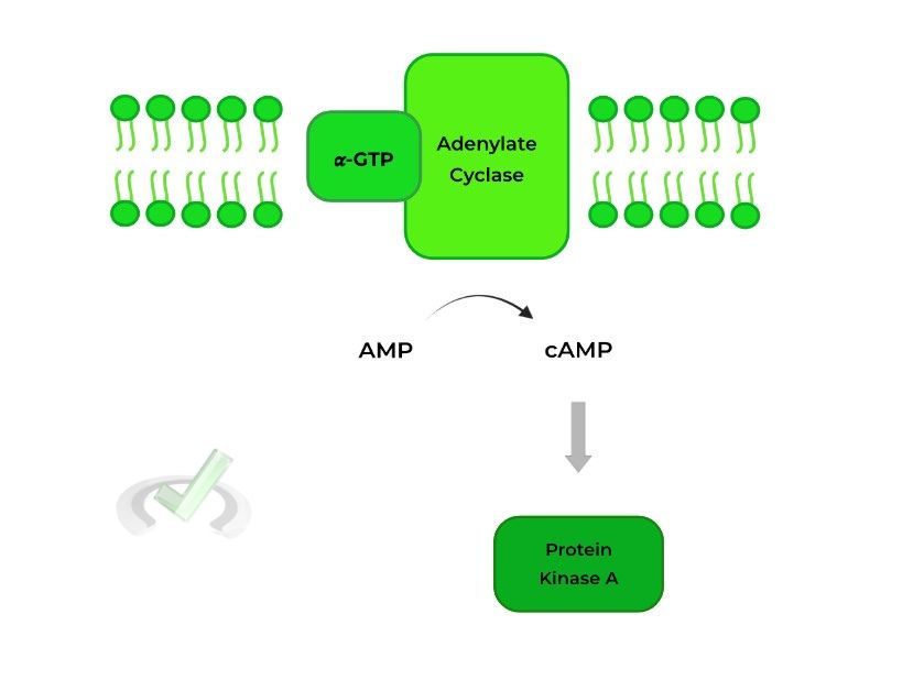 Proteins Biosignaling on the MCAT MCAT Mastery