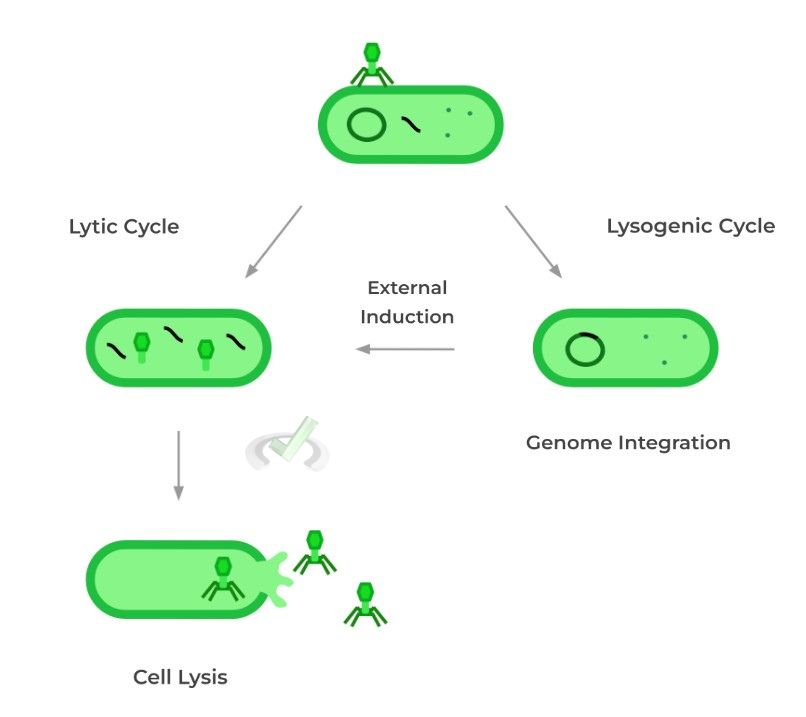 Viruses Steps of the Viral Life Cycle on the MCAT MCAT Mastery
