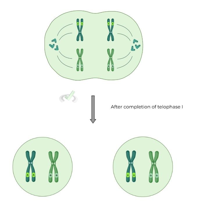 Mendelian Genetics: Mendel’s Laws On The MCAT – MCAT Mastery