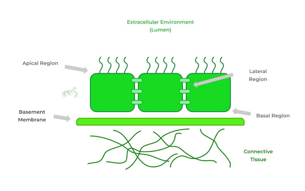 Tissues Formed From Eukaryotic Cells on the MCAT MCAT Mastery