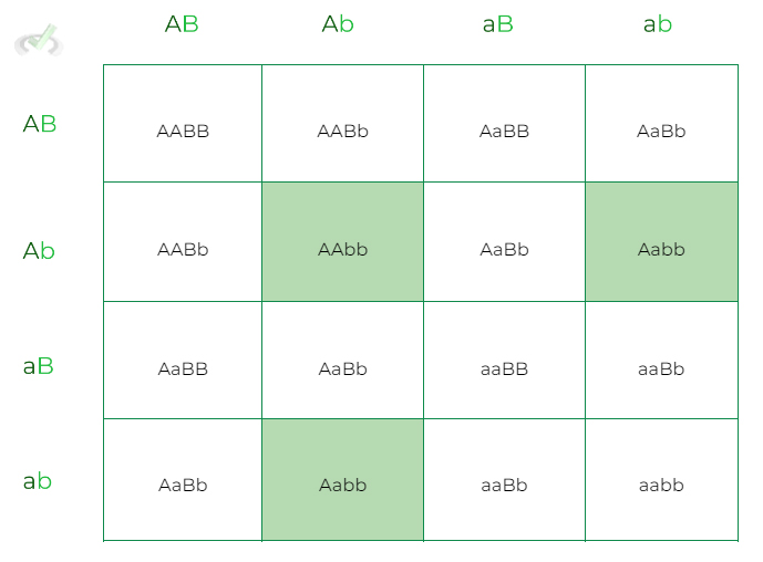 Mendelian Genetics Punnett Squares Tips On The Mcat Mcat Mastery