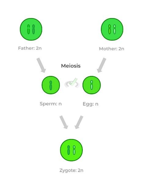 Meiosis: Significance and General Overview – MCAT Mastery